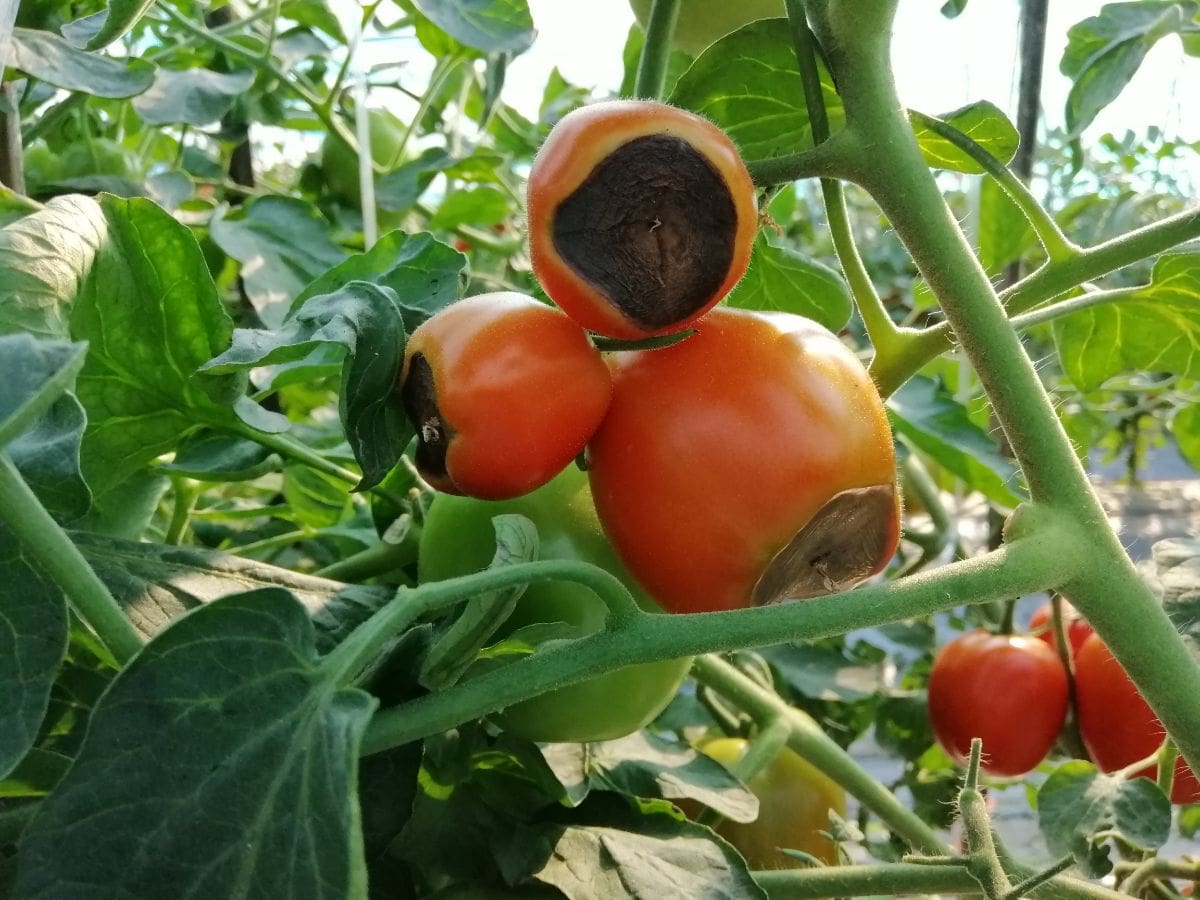 paradižnik gardening
