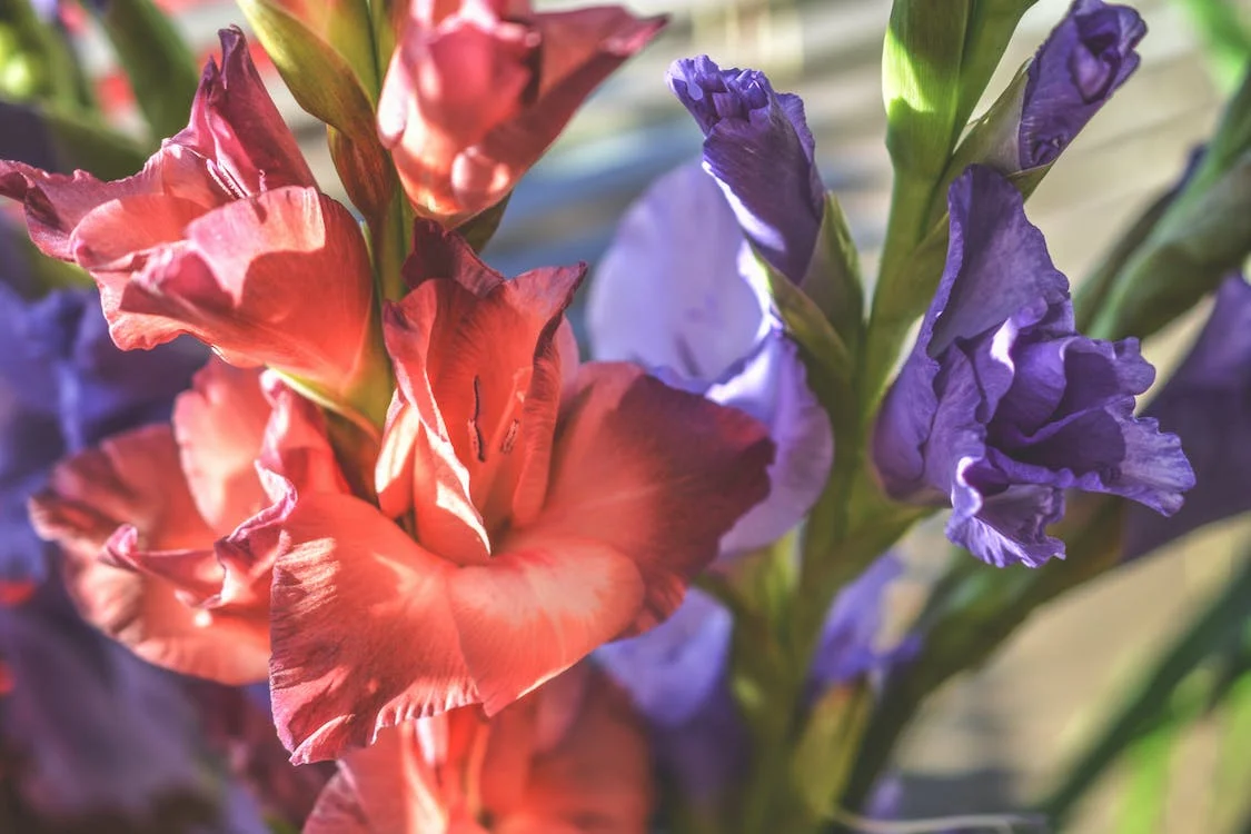 pexels-photo-134072 gladiole rože