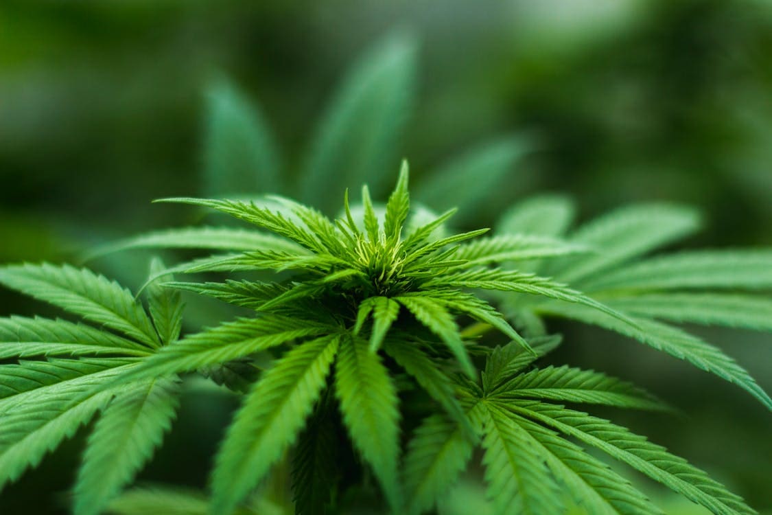 pexels-photo-606506 marihuana