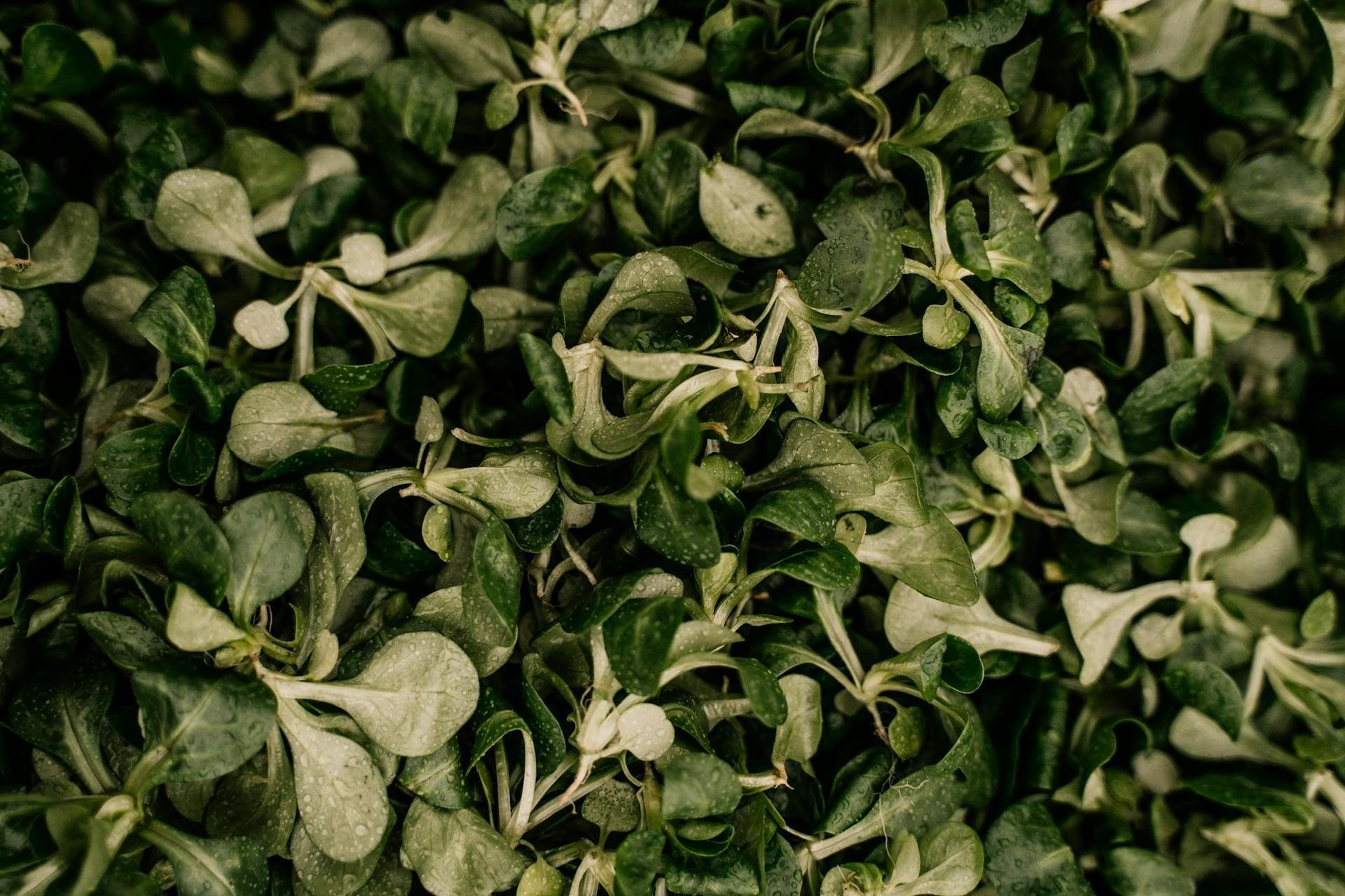 solata motovilec pexels-alesiakozik-6632155