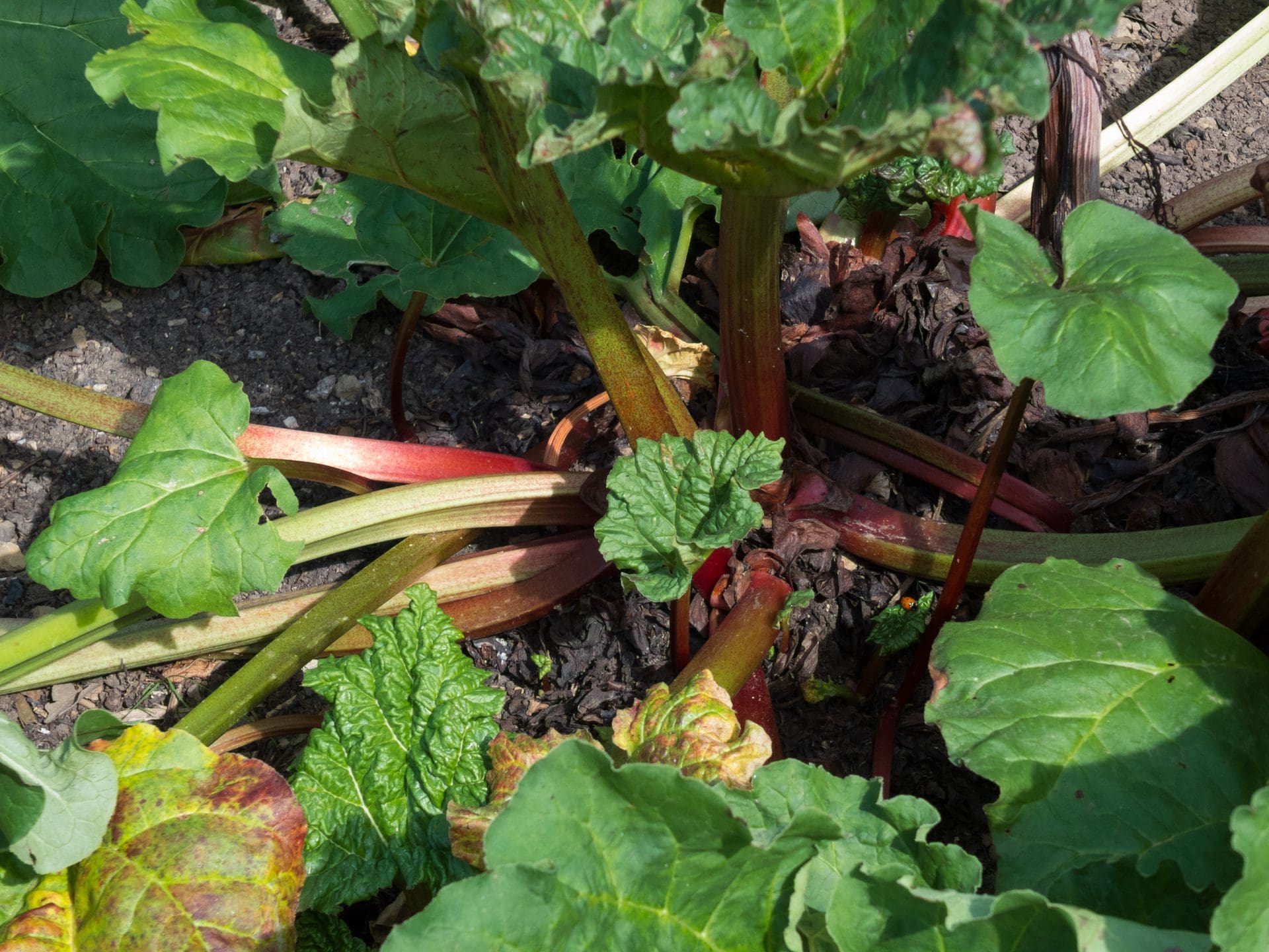 Rhubarb plant growing in a garden in Kent https://www.vecteezy.com/photo/6865839-rhubarb-plant-growing-in-a-garden-in-kent