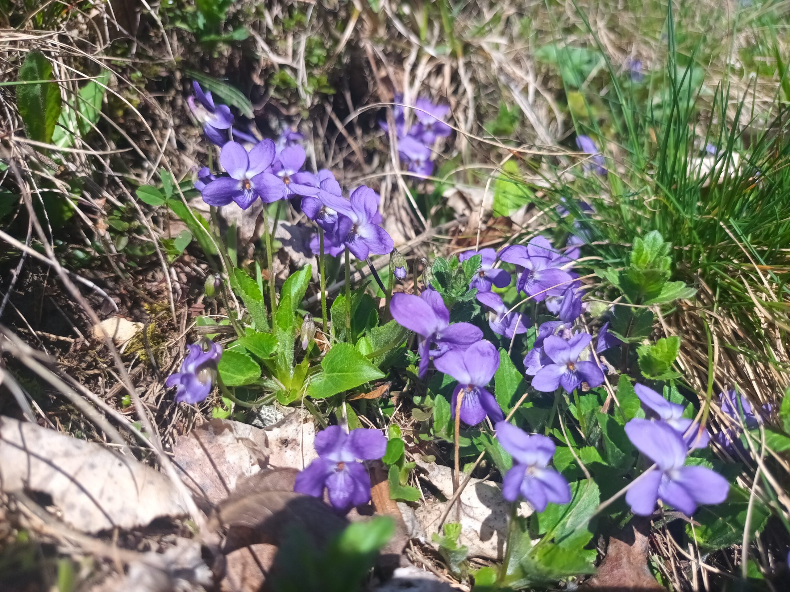 Pomlad vijolice vreme Portal24