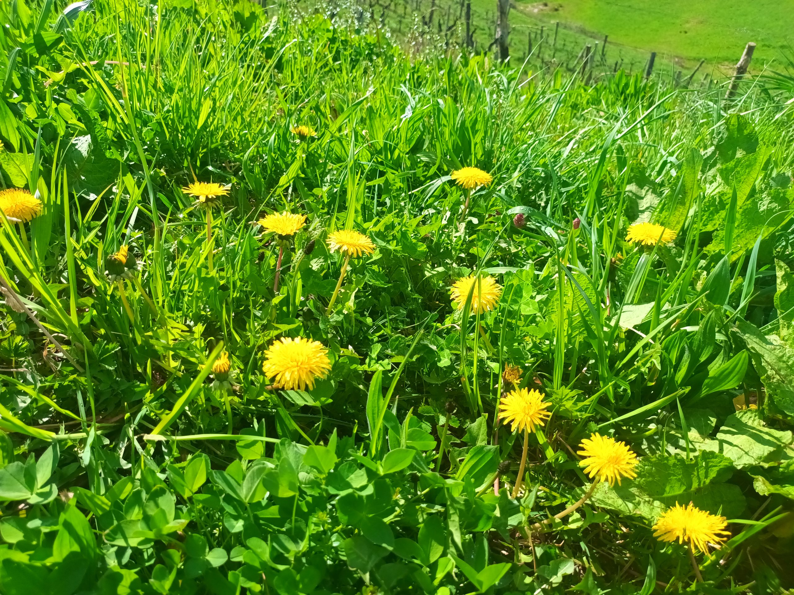 Regrat pomlad vreme Portal24