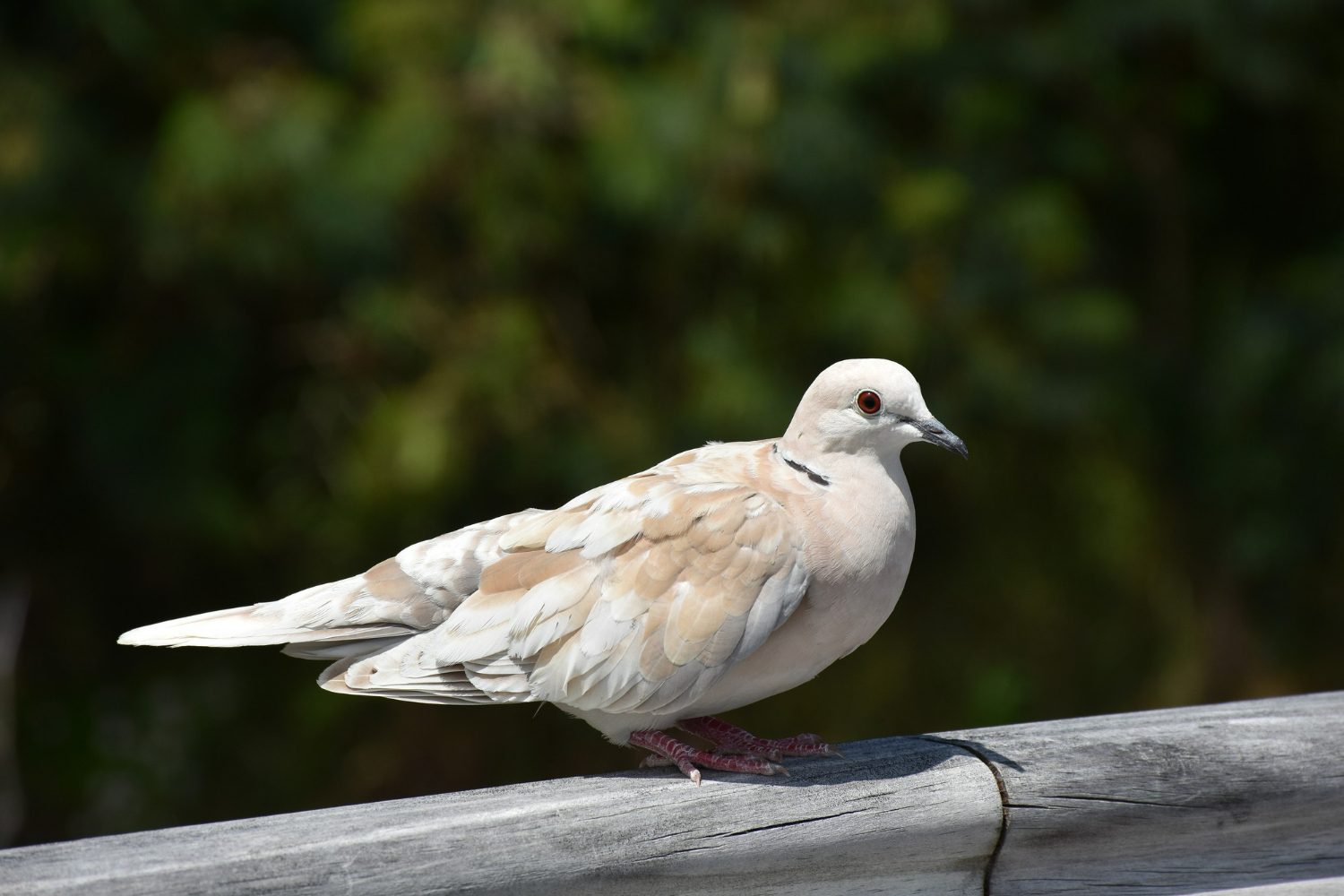 https://www.freepik.com/free-photo/closeup-shot-lovely-collared-dove-perched-wooden-fence_13995849.htm#fromView=search&page=1&position=8&uuid=2ad8d31d-8b92-4f4f-95fe-b08cbcf3de87&query=turtle+dove