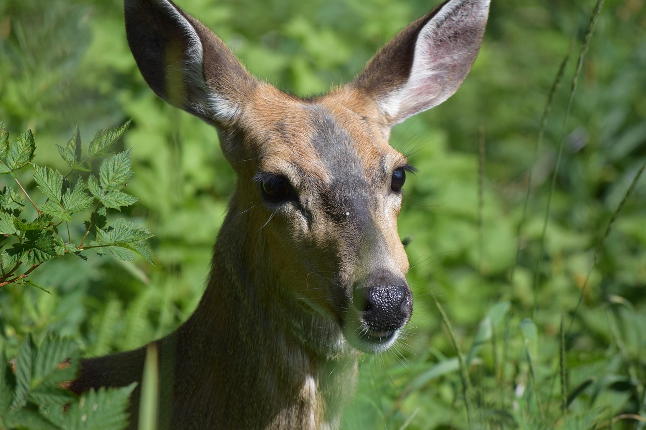 Srna divjad živali Pixabay