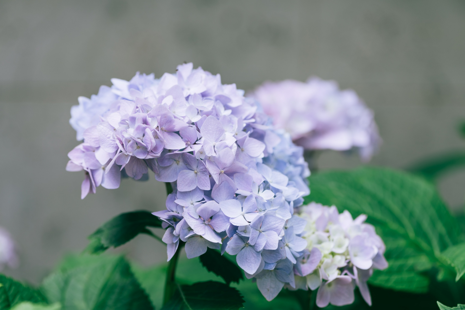 https://www.freepik.com/free-photo/hydrangea-flower-closeup_1137330.htm#fromView=search&page=1&position=0&uuid=f0865fe1-891c-497b-9ab6-1ff0c67645ff&query=hydrangea