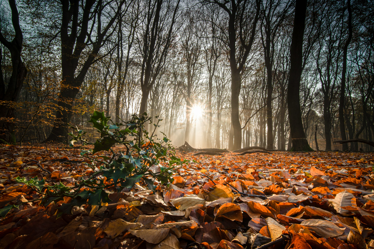 https://www.freepik.com/free-photo/ground-covered-dry-leaves-surrounded-by-trees-sunlight-forest-autumn_10759257.htm#fromView=search&page=3&position=16&uuid=1e4fc67f-b56a-420c-afe8-377537b9672e&query=autumn