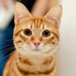Zakaj mačka bruha in kdaj je čas za obisk veterinarja?