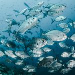 Raziskovalci odkrili, da bi lahko črevesne bakterije rib vplivale na ogljikov cikel oceanov