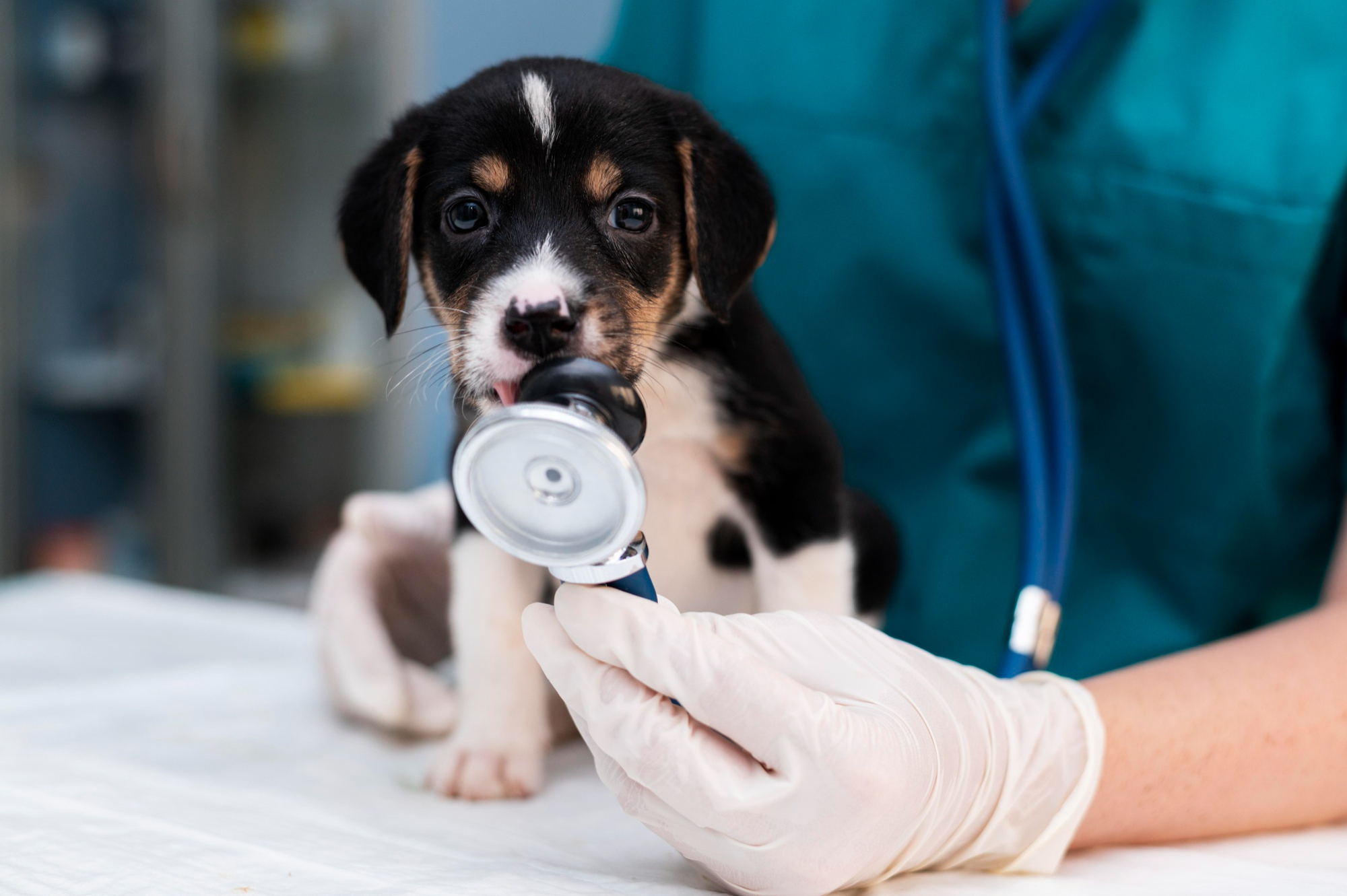 2149100196 veterinar, žival pes