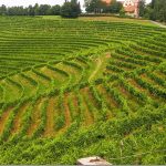 Pravljični griči, klopotci in vrhunska vina: izlet, ki vas bo navdušil