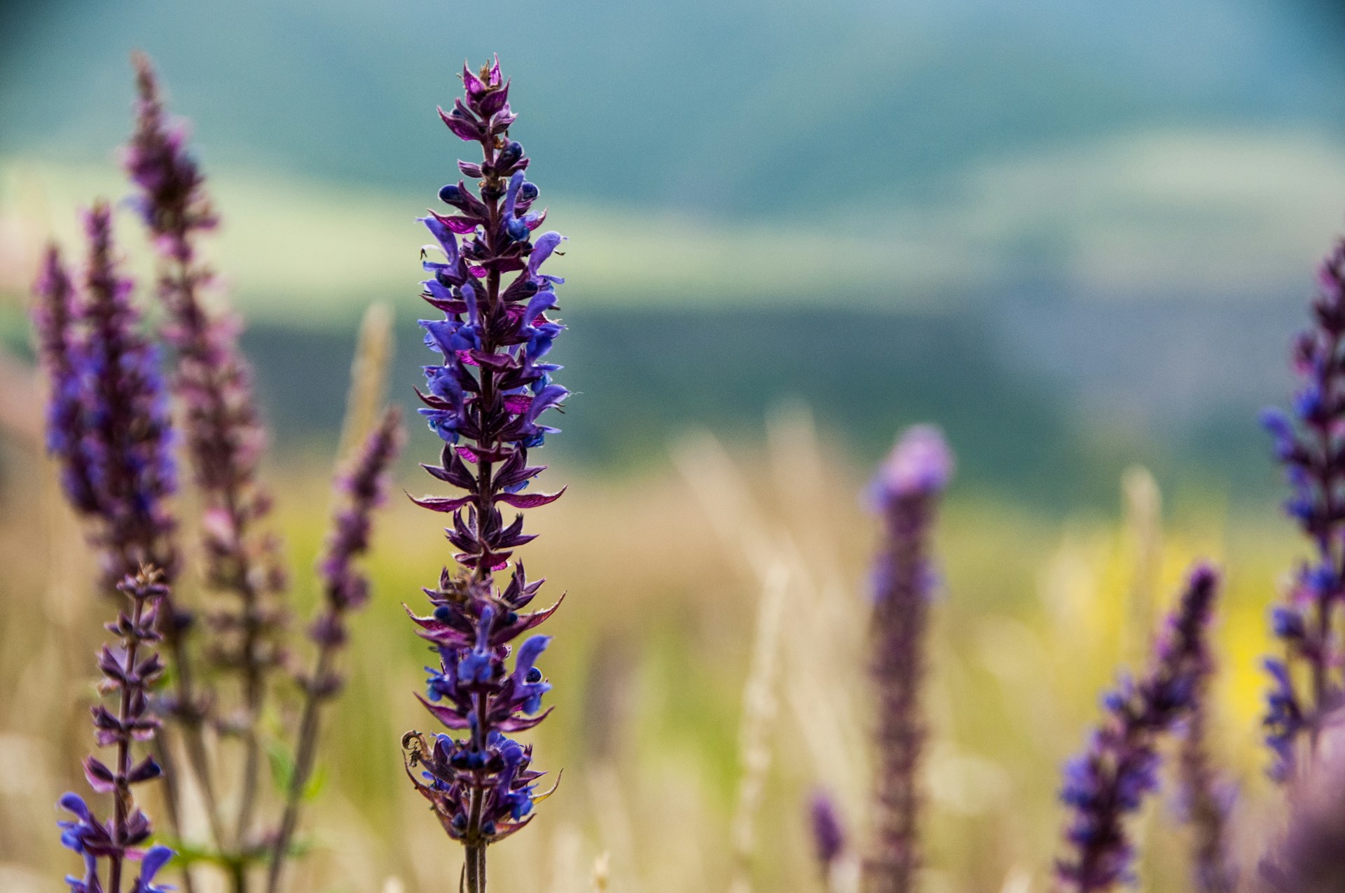 narava vreme rože ani-adigyozalyan-K2tALQQ4nrY-unsplash