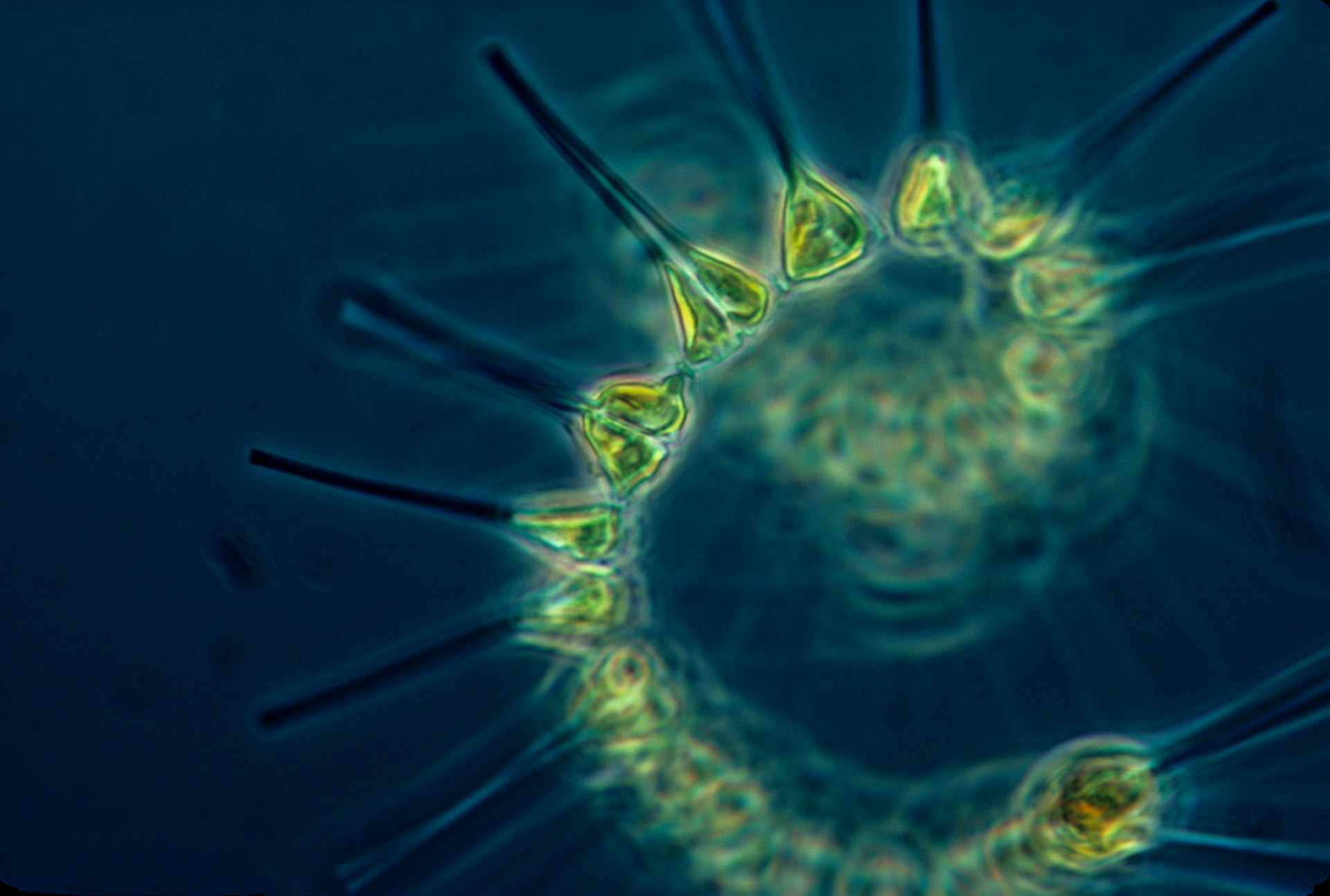 plankton noaa-RDEaV381Cxg-unsplash