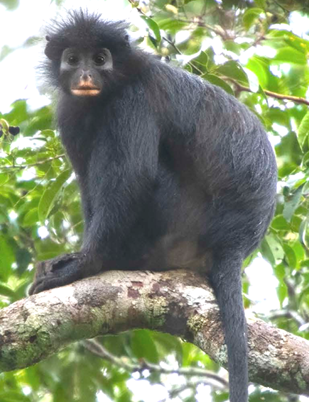 Colobus_congoensis_(cropped)