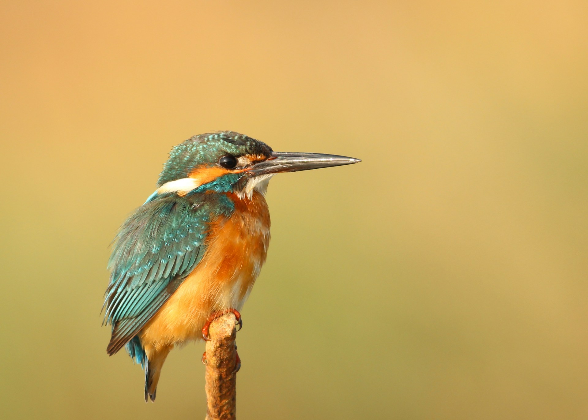 boris-smokrovic-T_diWdiLbg0-unsplash