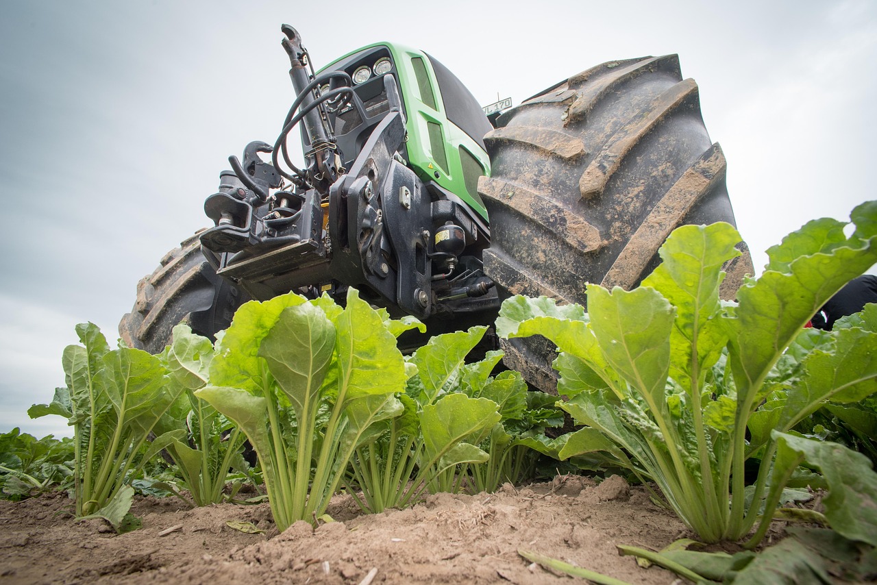 sladkorna pesa kmetijstvo ehrecke-sugar-beet-2499863_1280