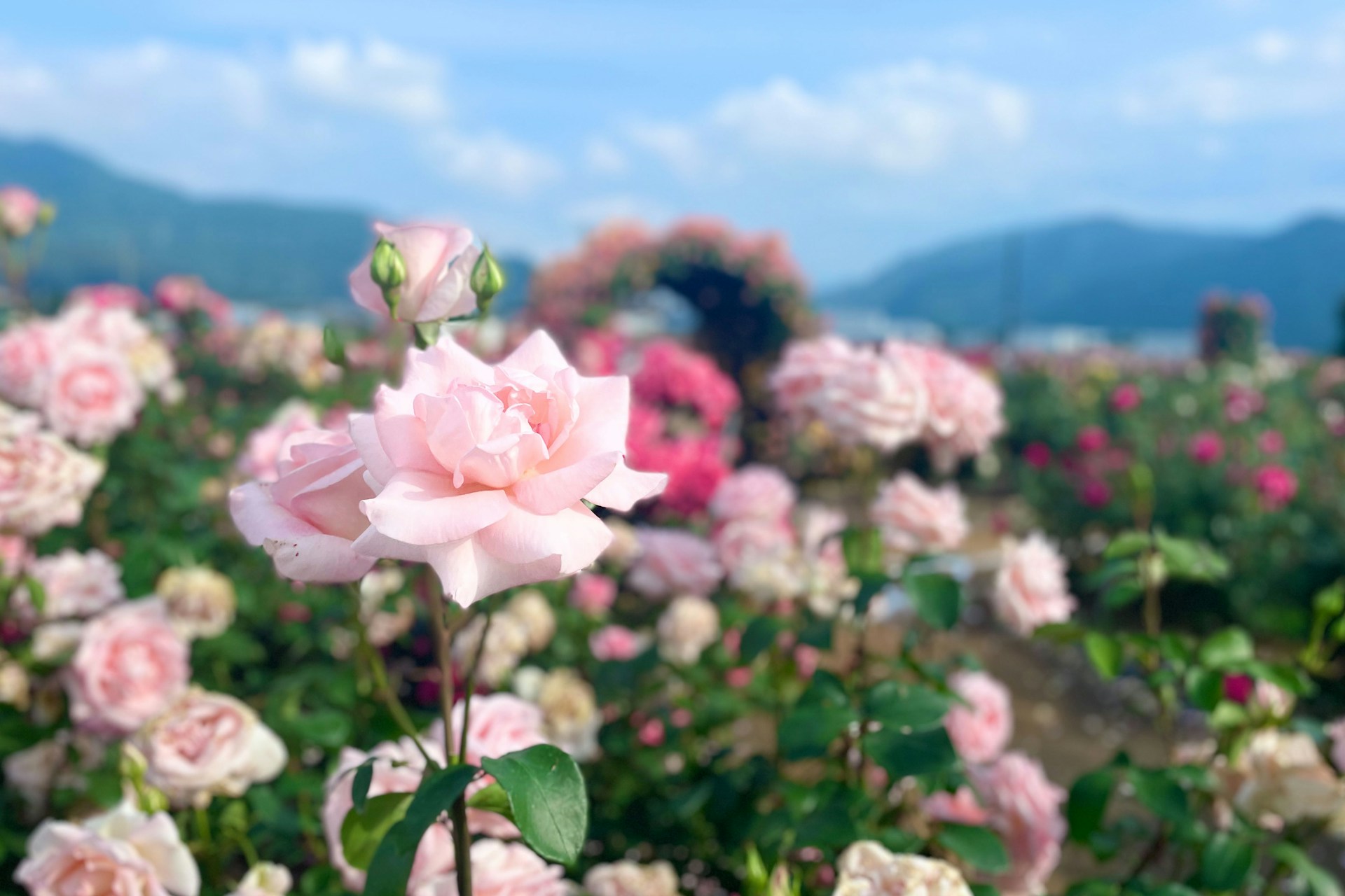 tadahiro-higuchi-JXluAULlyu0-unsplash