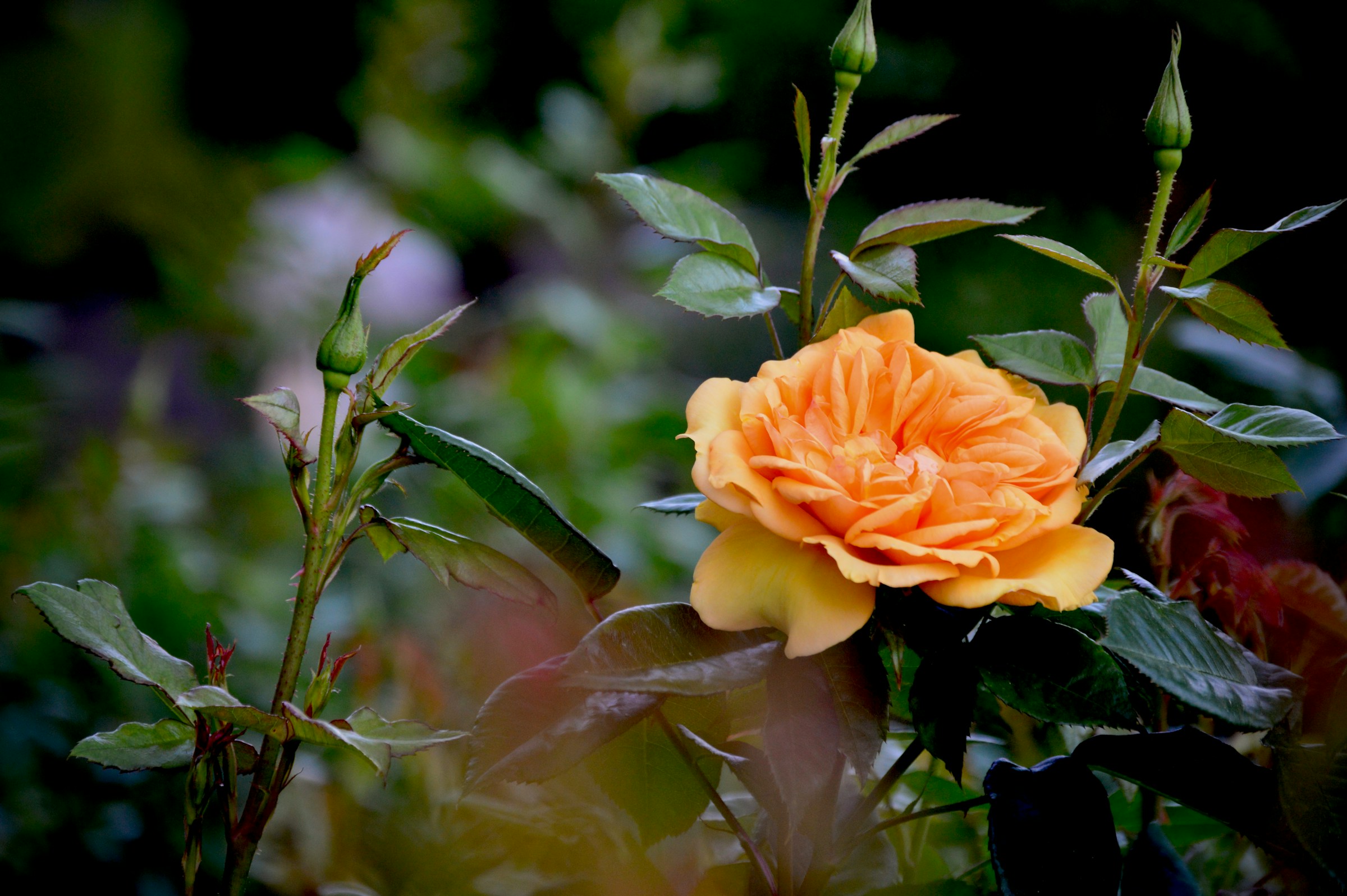 abhishek-jain-_AhcTzueHL8-unsplash
