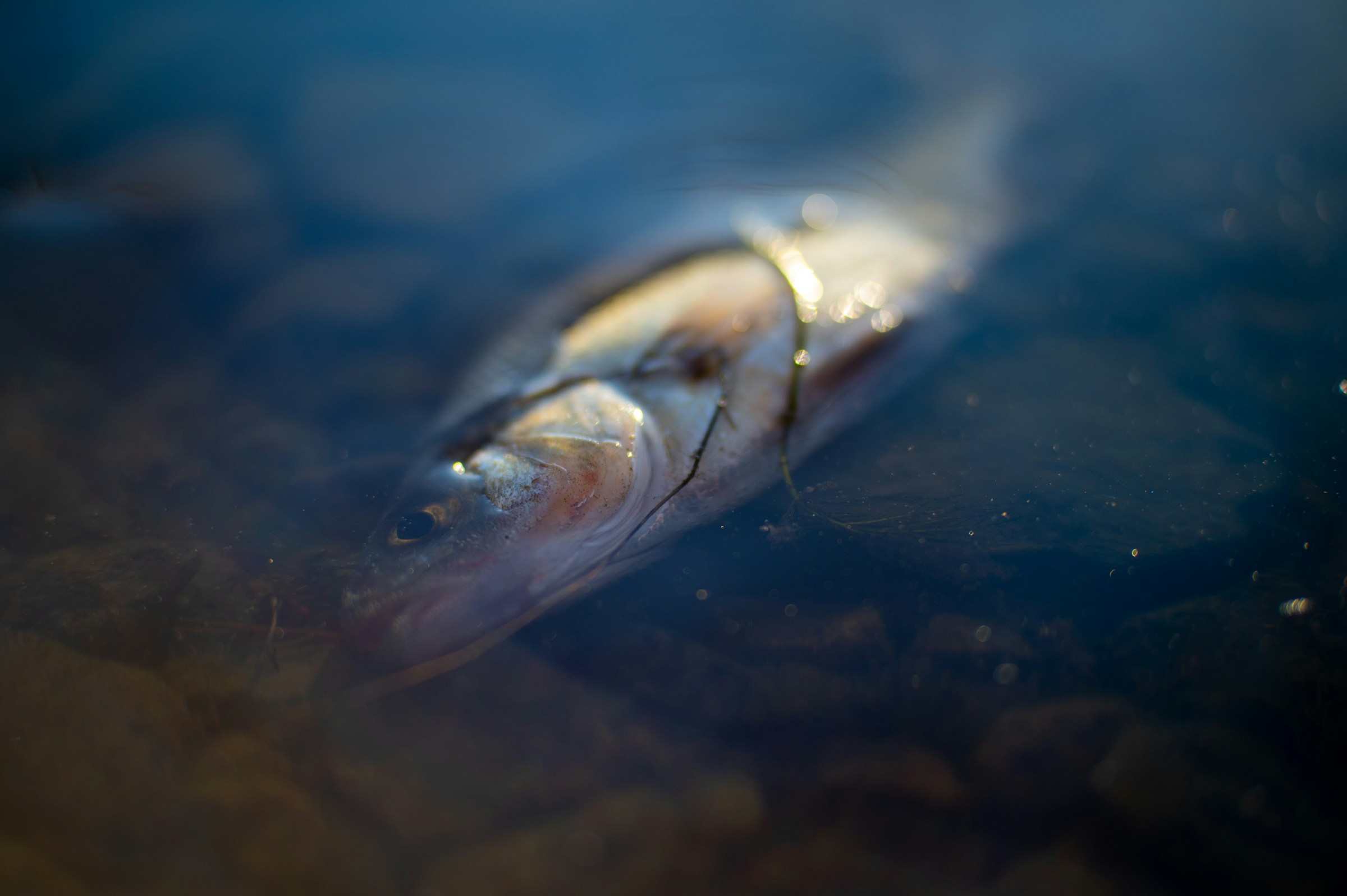 adrien-Eqaa1zBVopk-unsplash