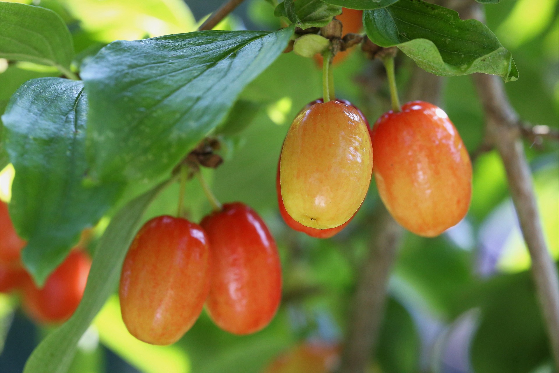 jagode drenove goranh-cornus-mas-4384067_1920