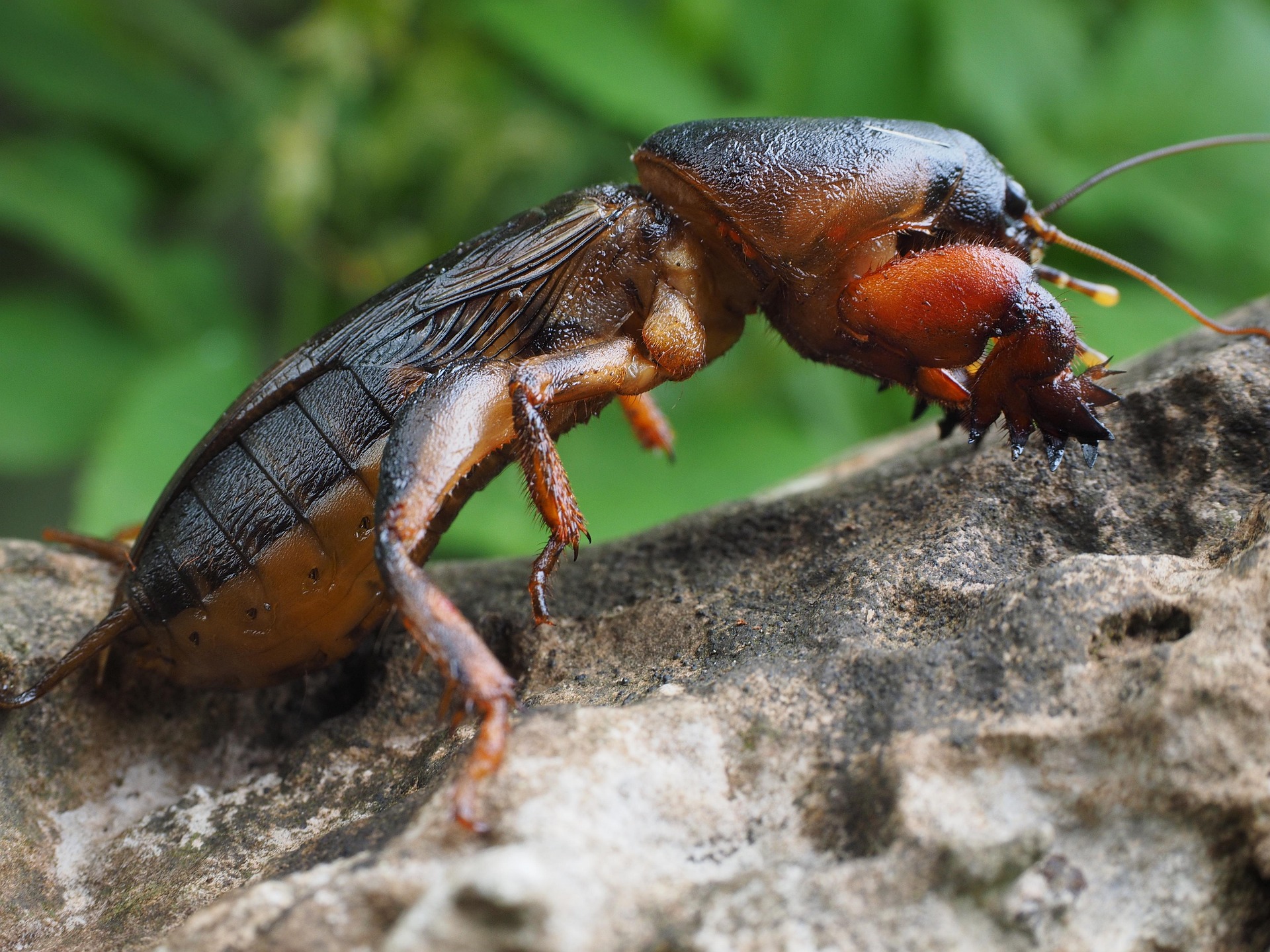 bramor hans-mole-cricket-1260757_1920