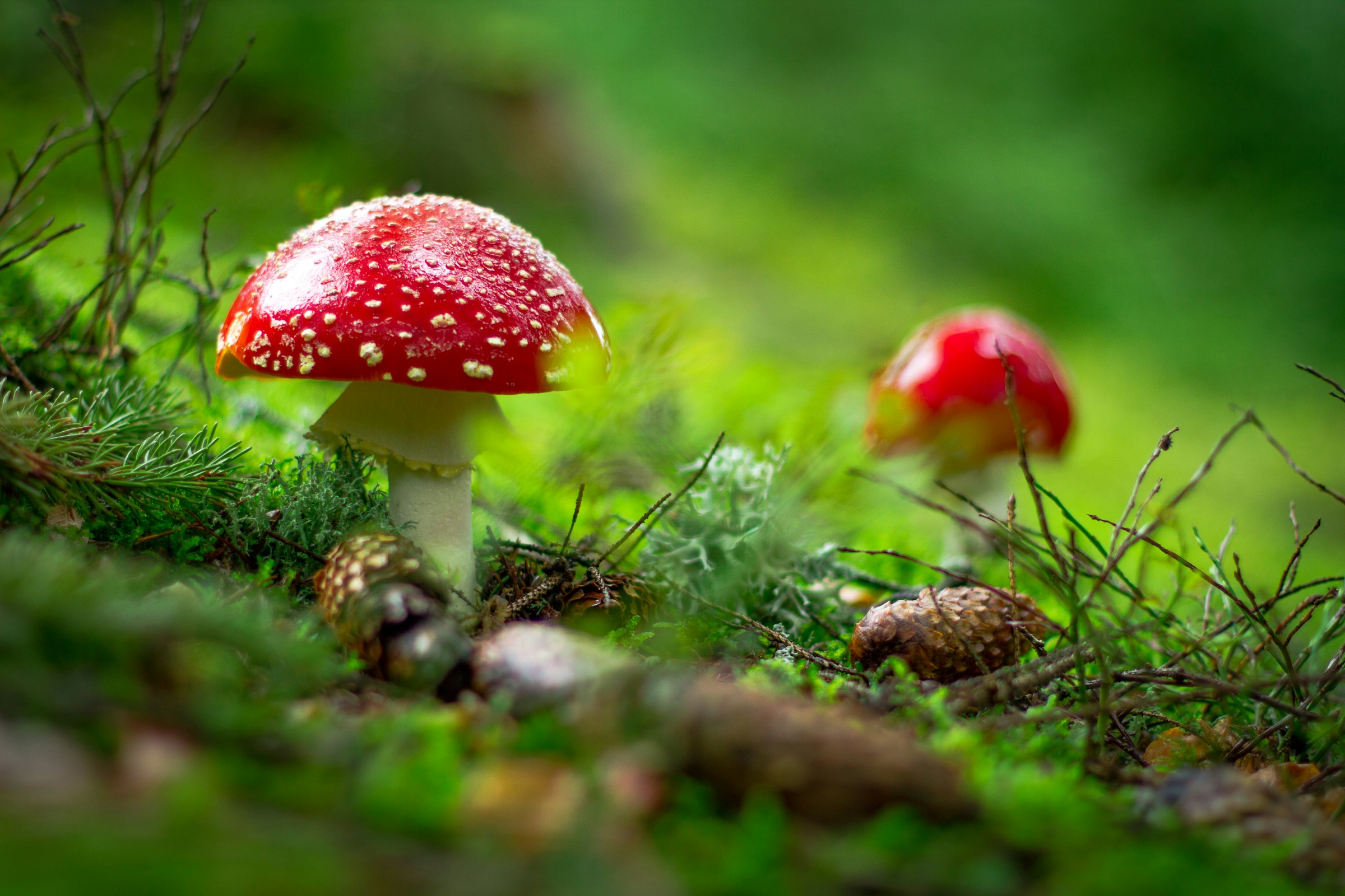 vreme gozd gobe igor-yemelianov-2zf9OjuoqQk-unsplash