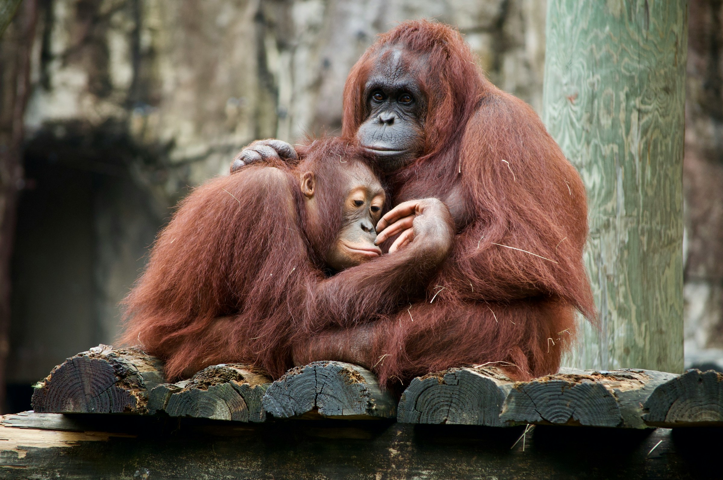 živali opica orangutan dan-dennis-5ESfIy0yjZY-unsplash